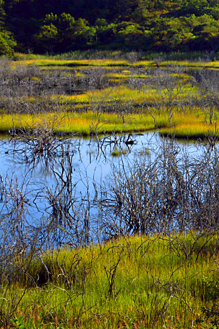 Marsh-2.jpg