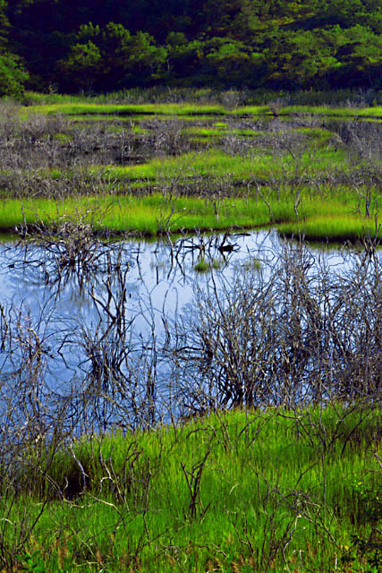Marsh-3.jpg