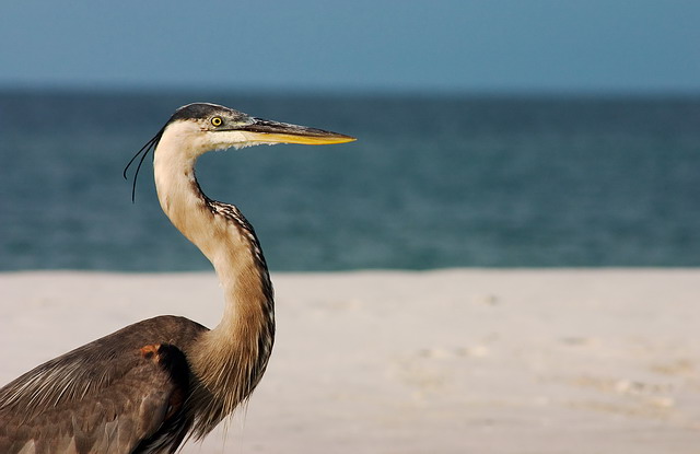 heron_640_full.jpg