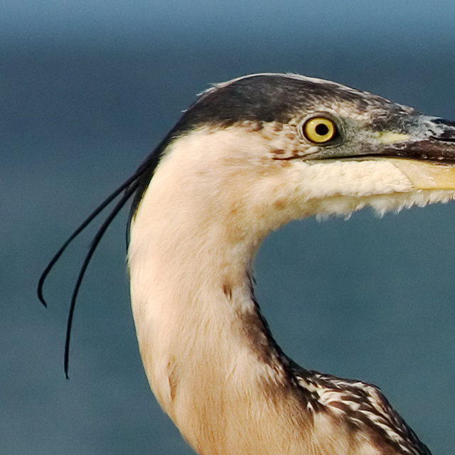 heron_640.jpg