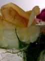 Icy Flower