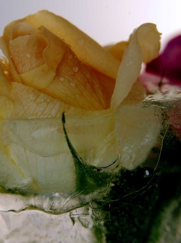 Icy Flower