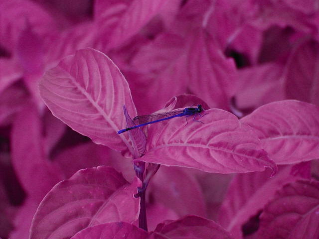 Dragonfly in Azure