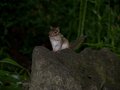 little friend.jpg
