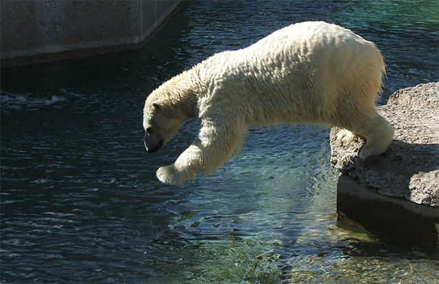 dive in.jpg
