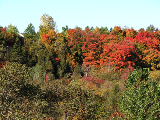 fall colours.jpg