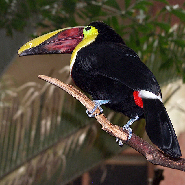 prettybirdyn4.jpg