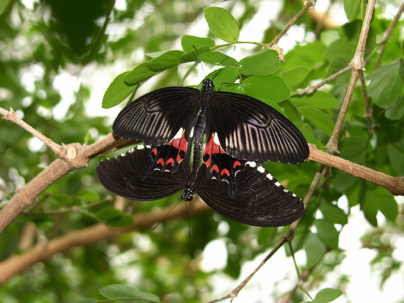 bfmating.jpg