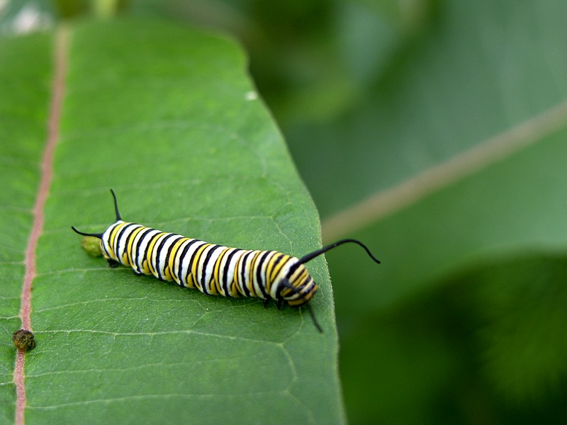 monarch_2.jpg