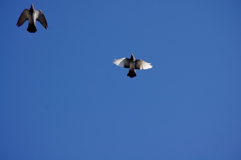 flight.jpg