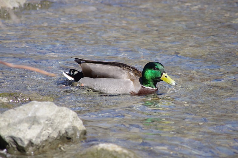 greenhead.jpg