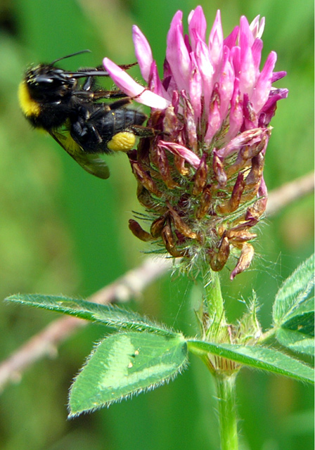 Bee The Second