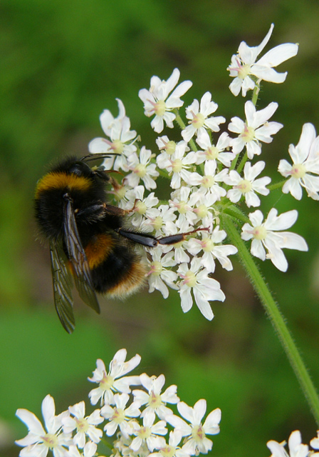 Bee The First