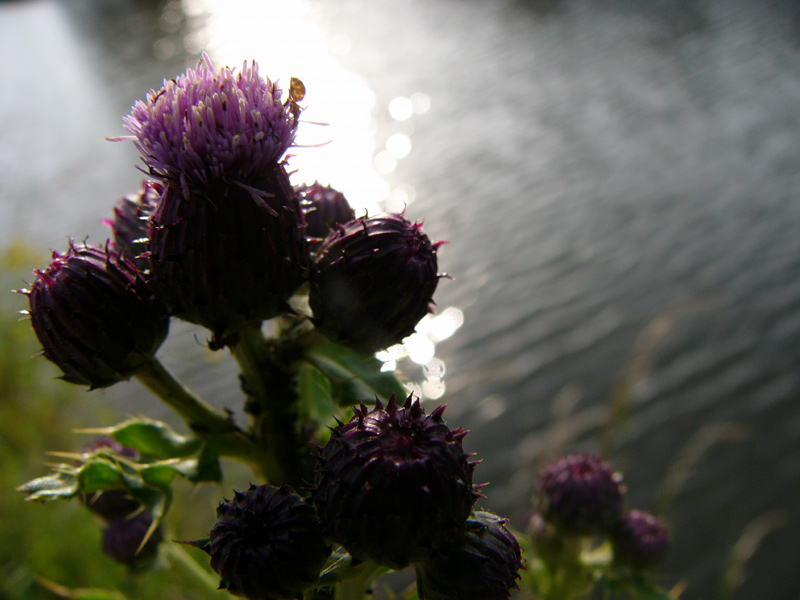 purplethistle.jpg