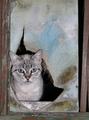 Gatita