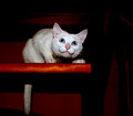Curiosity ( killed the cat )