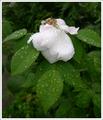 After the rain
