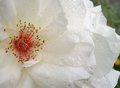 Una rosa es una rosa