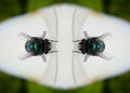 Nouvelle génération de mouche