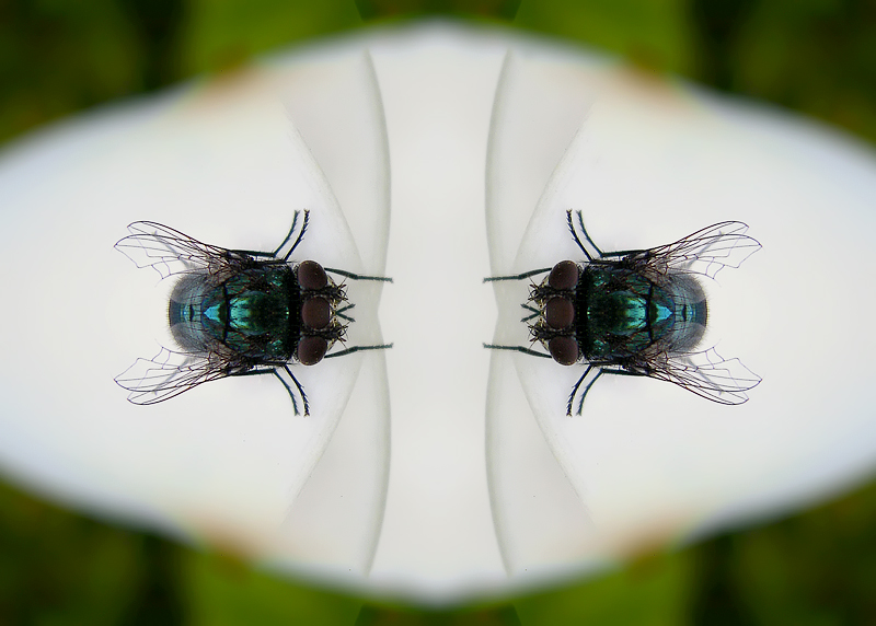 Nouvelle génération de mouche