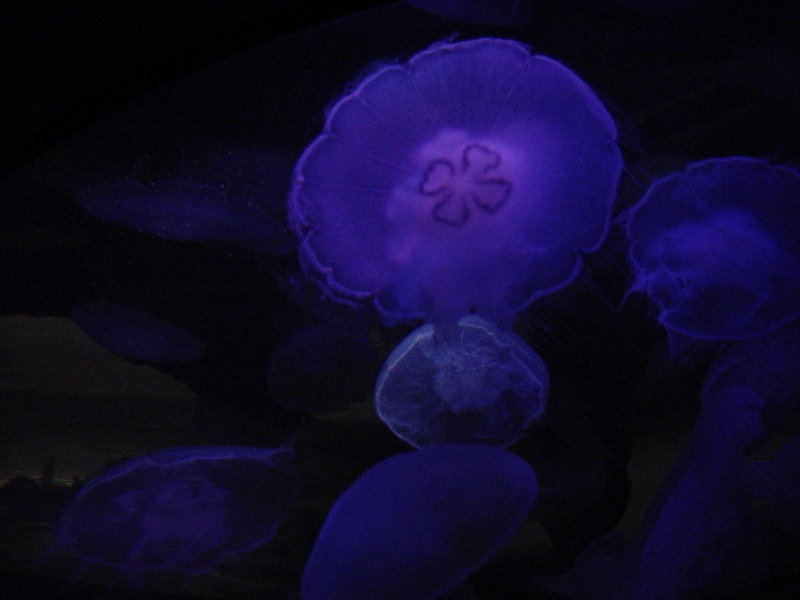 Jellyfish