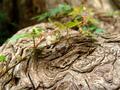 New Growth on Ancient Bark