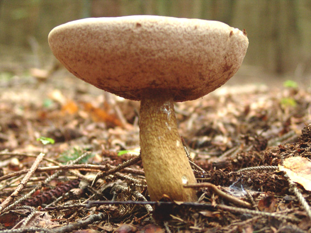 Squat Mushroom