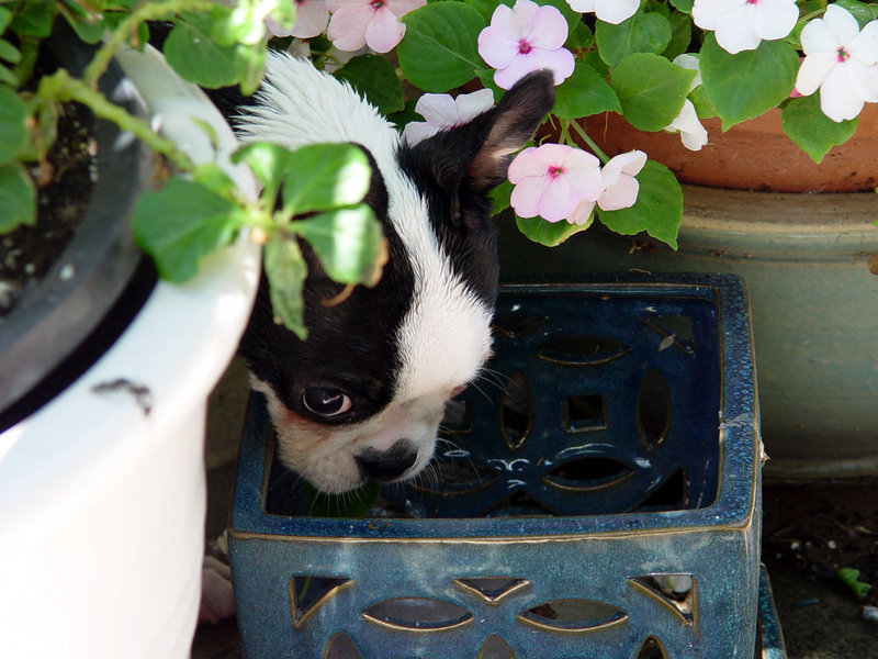 turk impatiens.jpg