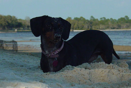 Raja Digging for Fiddler Crabs.jpg