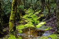 Mossy-Tunnel.jpg