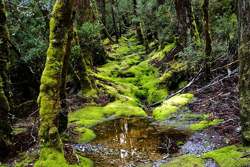 Mossy-Tunnel.jpg