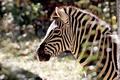 Zebra (Aspect Ratio 1.50)