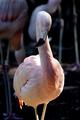 Flamingo (Aspect Ratio 1.50)
