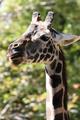 Giraffe (Aspect Ratio 1.50)