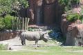 Rhino