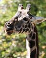 Giraffe (Aspect Ratio 1.25)