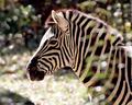 Zebra (Aspect Ratio 1.25)