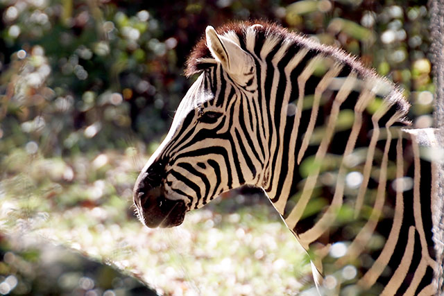 Zebra (Aspect Ratio 1.50)