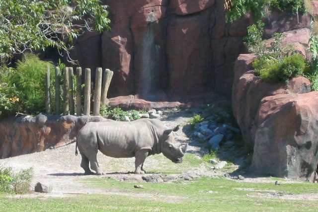 Rhino