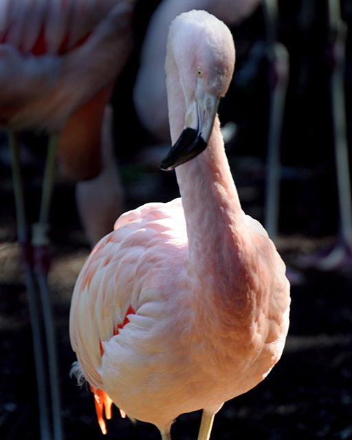 Flamingo (Aspect Ratio 1.25)