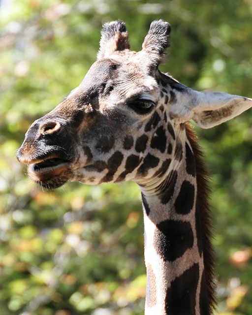 Giraffe (Aspect Ratio 1.25)