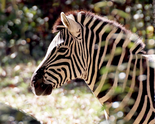 Zebra (Aspect Ratio 1.25)