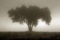 Fog Tree