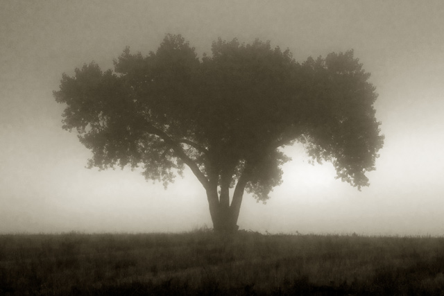Fog Tree