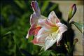 Garden Lilies