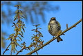 Yellow-rumped Warbler 