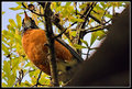 Lookout