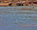 Gulls in Flight