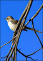 Mocking Bird