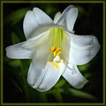 Easter lily 